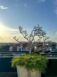 Yio Chu Kang Road (D28), Detached #450821331